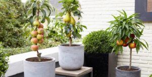 arbres en pot exterieur quel contenant choisir créer un mini verger sur la terrasse
