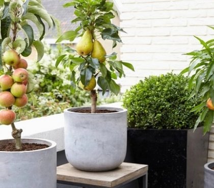 arbres en pot exterieur quel contenant choisir créer un mini verger sur la terrasse