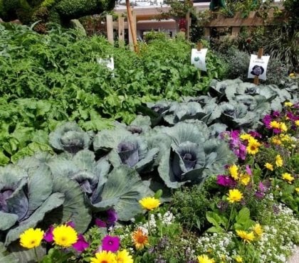 association de légumes au jardin potager quelles autre plantes compagnes guide pratique
