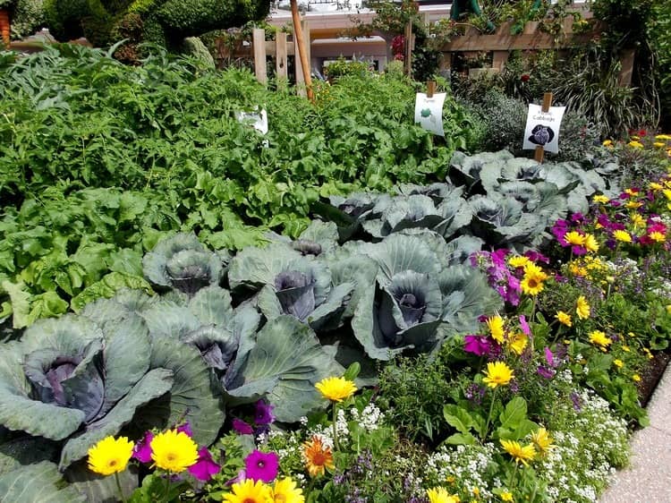 association de légumes au jardin potager quelles autre plantes compagnes guide pratique