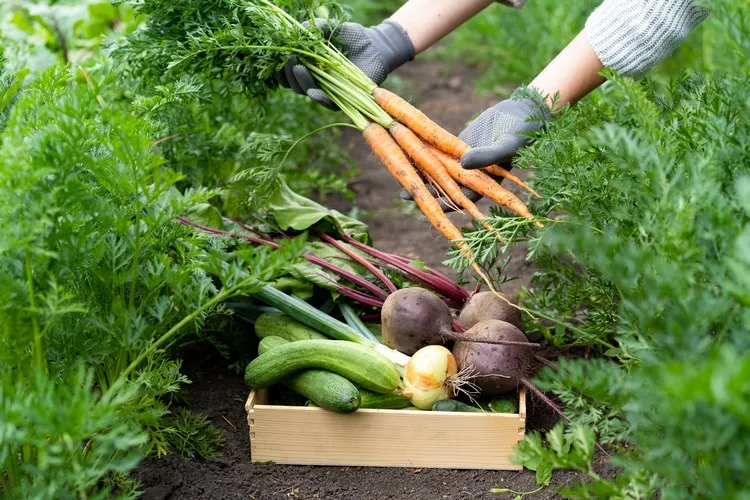 association de légumes dans le potager guide pratique combiner des plantes qui agissent comme un support