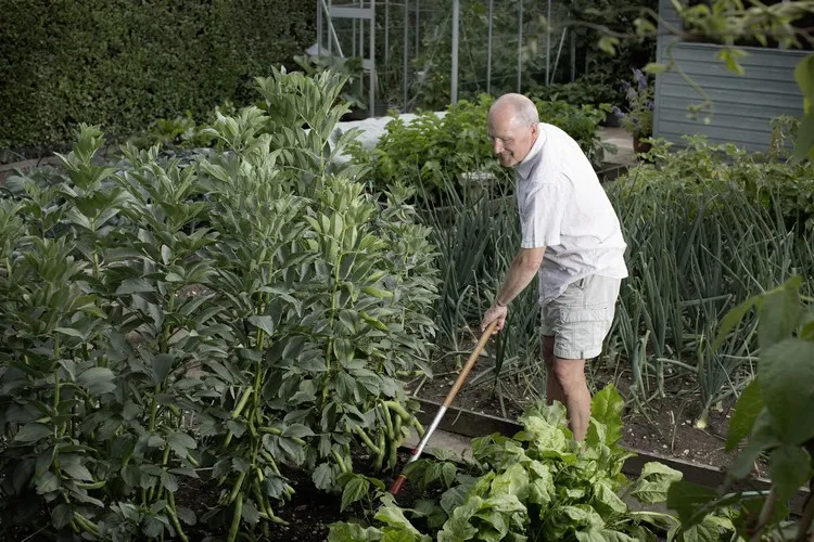 association legume au potager plantes qui poussent à différente vitesse guide pratique
