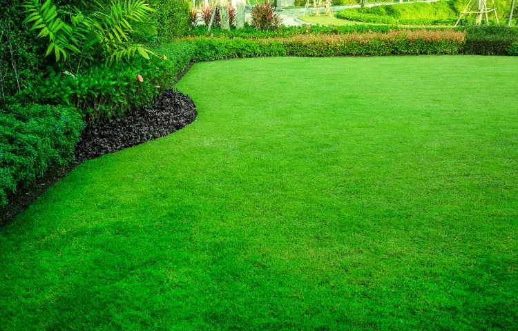 astuces comment avoir une belle pelouse conseils pratiques pour gazon de reve