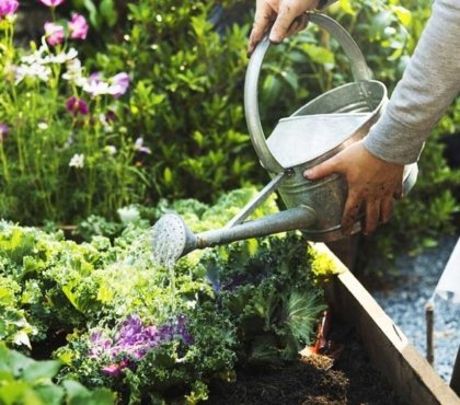 bons gestes arrosage plantes jardin réussi comment irriguer végétaux correctement