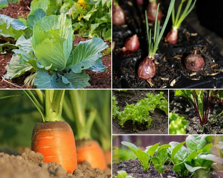 calendrier jardinnage que planter mars potager quels légumes privilégier premier mois printemps