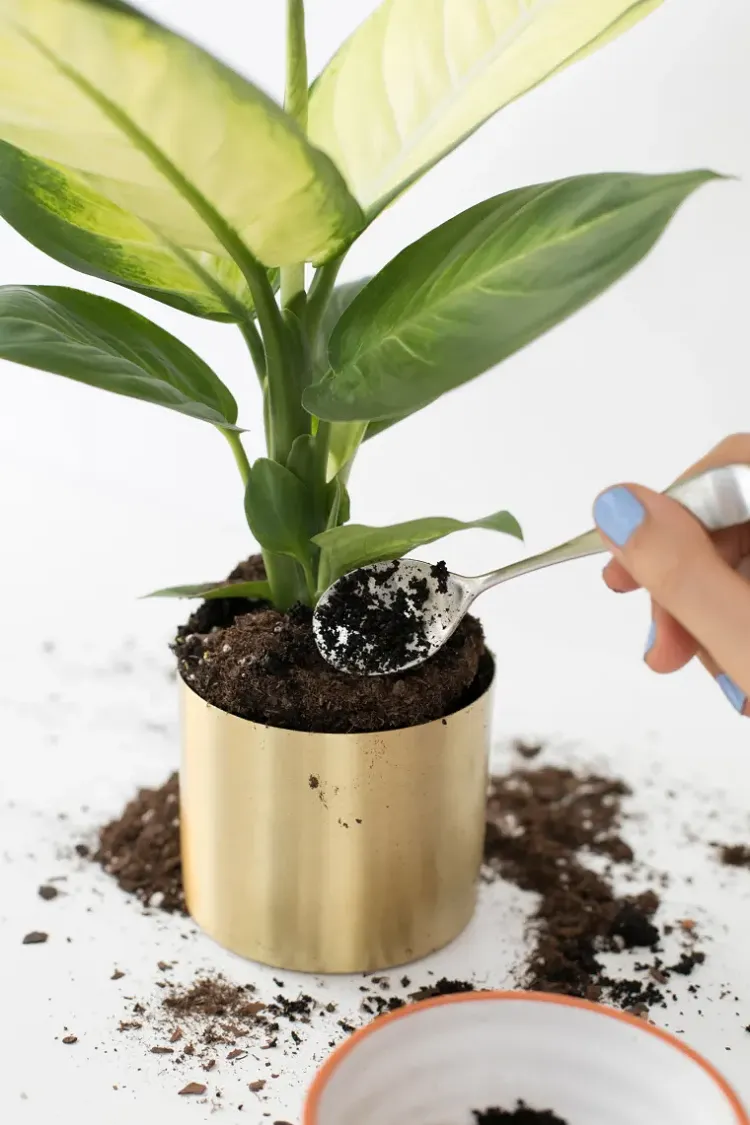 capsules marc de café pour fertiliser les plantes idée engrais naturel maison