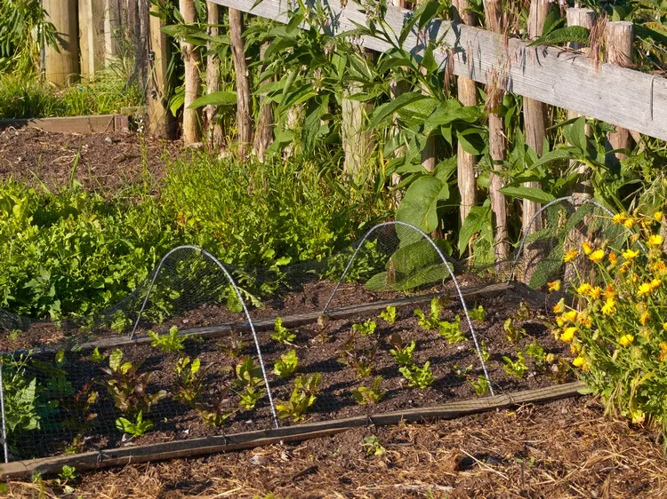comment associer les legumes au potager guide pratique combiner des plantes pour créer ombre