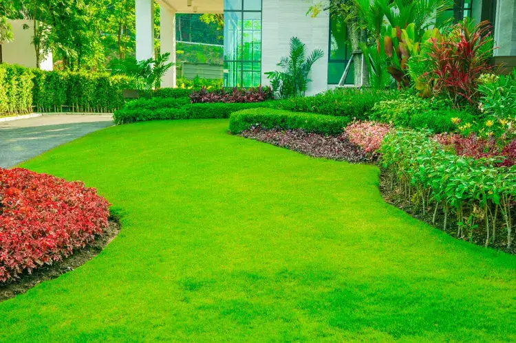 comment avoir une belle pelouse conseils astuces pratiques pour gazon reve