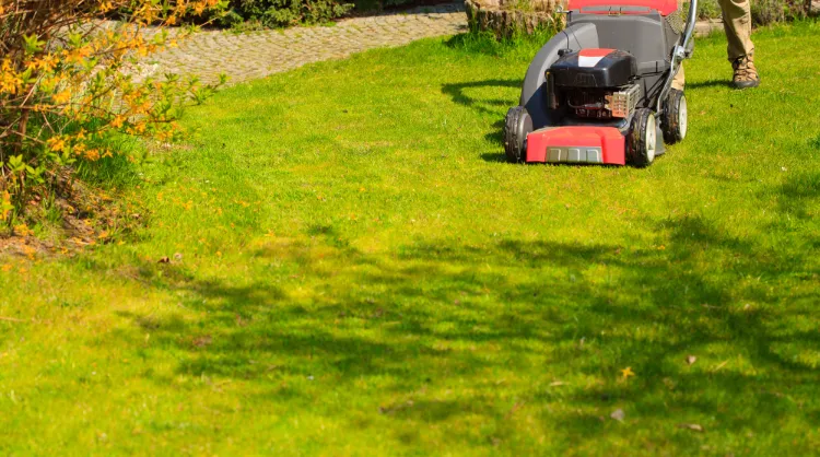 comment avoir une belle pelouse conseils astuces pratiques tonte de gazon