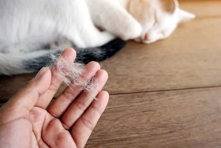 comment enlever les poils de chat et de chien sans aspirateur spray antistatique à faire soi meme
