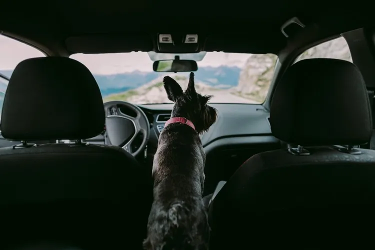 comment enlever les poils de chien dans une voiture astuces brosse métalique spray antistatique