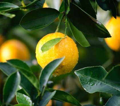 comment entretenir un citronier en pot