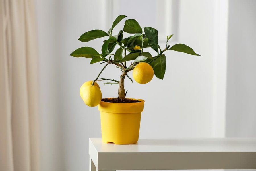 comment entretenir un jeune citronnier