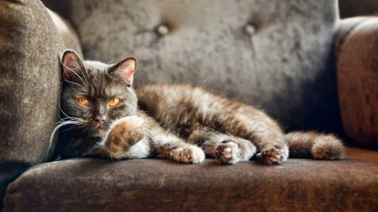 Enlever l'odeur de chat du canapé de manière efficace : laquelle de ces 3 méthodes préférez-vous ?