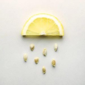 comment faire germer des pépins de citron