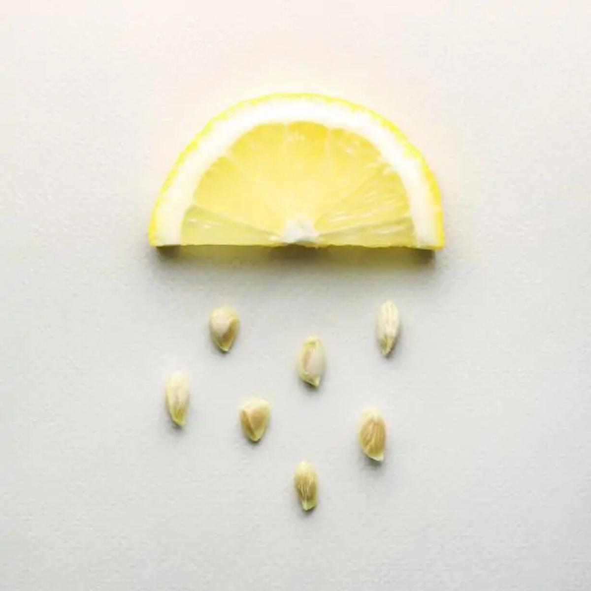 comment faire germer des pépins de citron