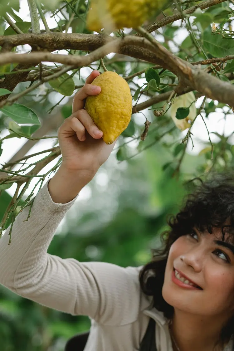 comment faire pousser des graines de citronnier