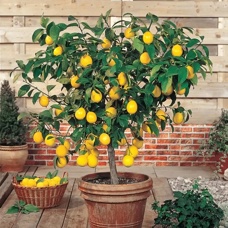 comment faire pousser un citronnier avec des pépins de citron