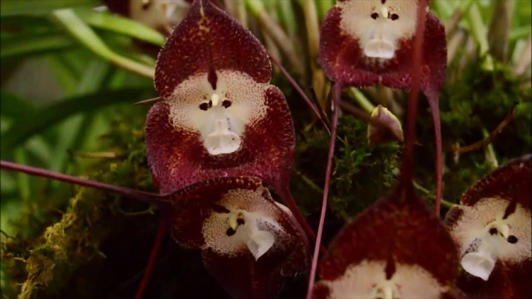 comment faire refleurir une orchidee Dracula Simia