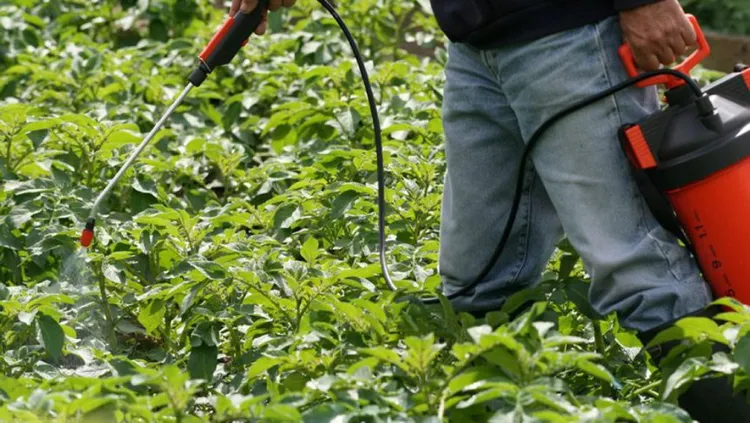 comment jardiner sans pesticides 2022