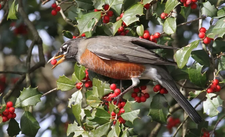 comment nourrir les oiseaux au printemps continuer remplir mangeoire variété aliments