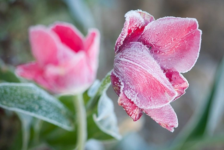 comment protéger les fleurs du gel