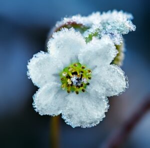 comment protéger un arbre fruitier en fleur du gel