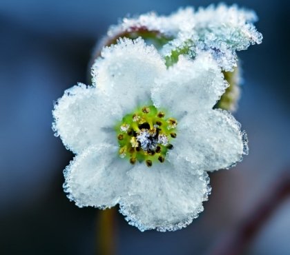 comment protéger un arbre fruitier en fleur du gel