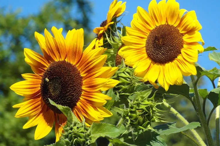 Graines de tournesol