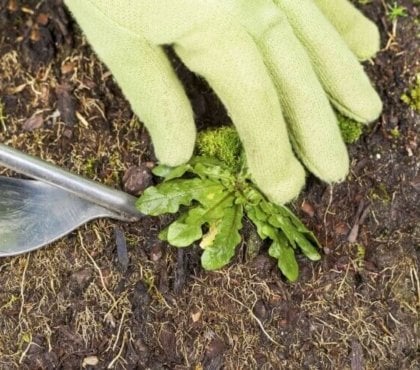 comment tuer les mauvaises herbes naturellement