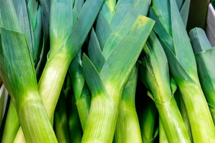 how to use leek greens rich in vegetable fiber fiber pectins with soft consistency