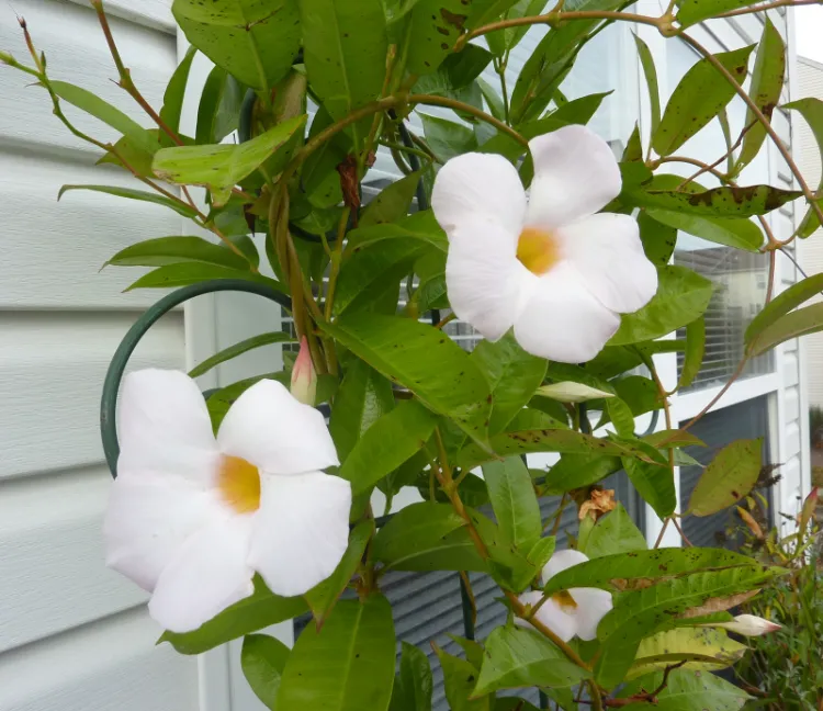 culture entretien fleurs dipladénia blanches plantes intérieur jardin jardinières