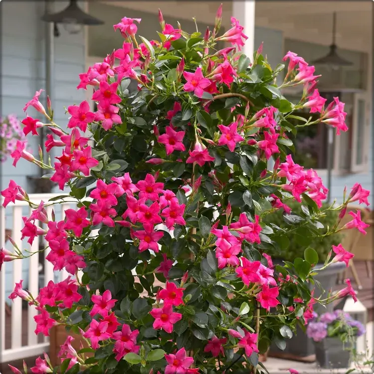 culture entretien fleurs dipladénia plantes pots jardinières balcon terrasse véranda