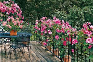 culture entretien fleurs dipladénia plantes pots jardinières pour balcon
