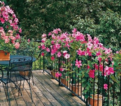 culture entretien fleurs dipladénia plantes pots jardinières pour balcon