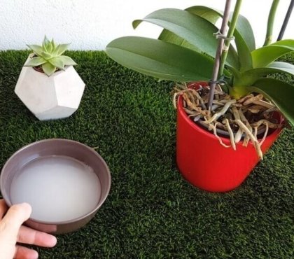 eau de riz dans les plantes