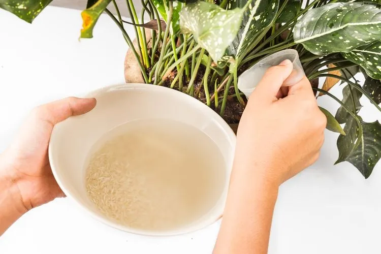eau de riz plante d'intérieur