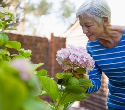 engrais hortensias naturel fertilisant spécial fait maison idées