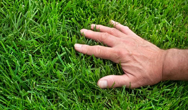 engrais maison entretien pelouse éviter produits chimiques dangereuses