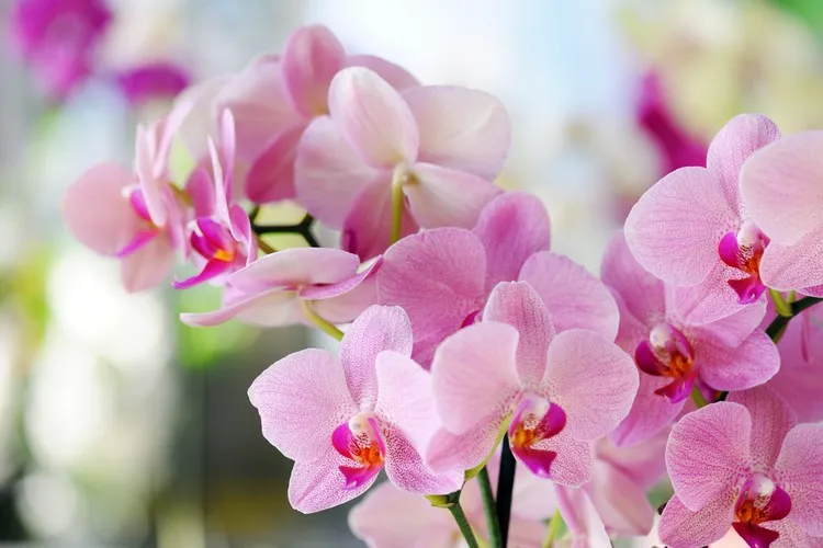 engrais naturel pour orchidée fait maison astuce floraison orchidee
