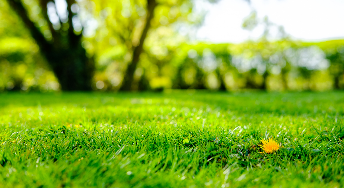 Gazon extérieur jardin