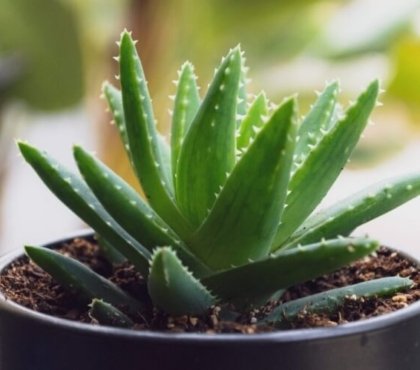 entretien aloe vera en pot