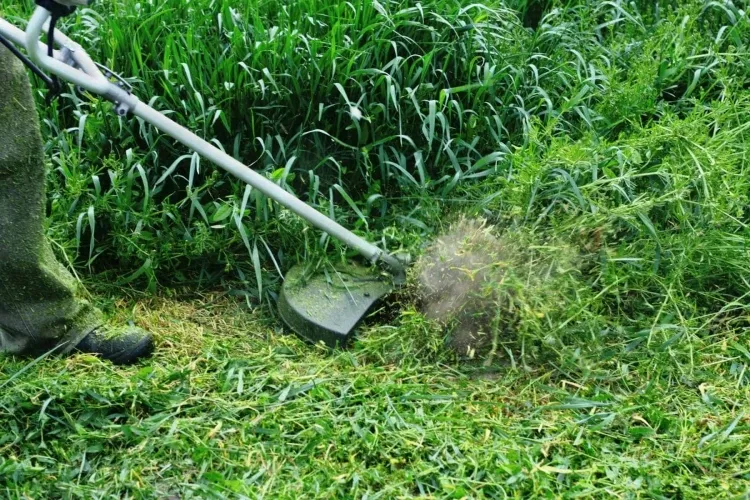 entretien de pelouse au printemps couche fine importante protéger pelouses dommages hivernaux
