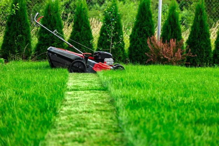 entretien pelouse printemps adopter quelques règles pratiques simples suivre