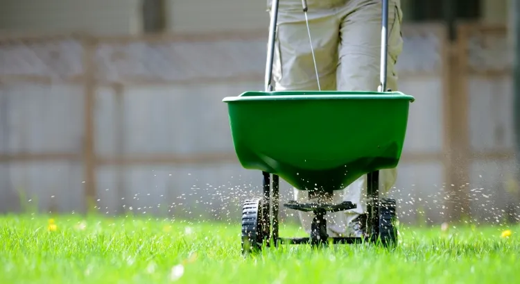 entretien pelouse printemps engrais aider herbe devenir verte épaisse saine