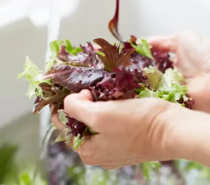 escherichia coli aliments risque comment prévenir laver bien légumes feuilles vertes