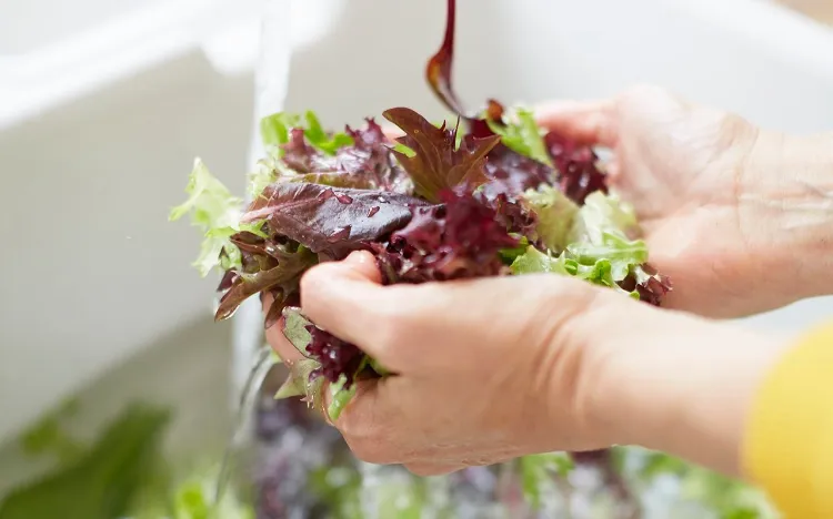 escherichia coli aliments risque comment prévenir laver bien légumes feuilles vertes