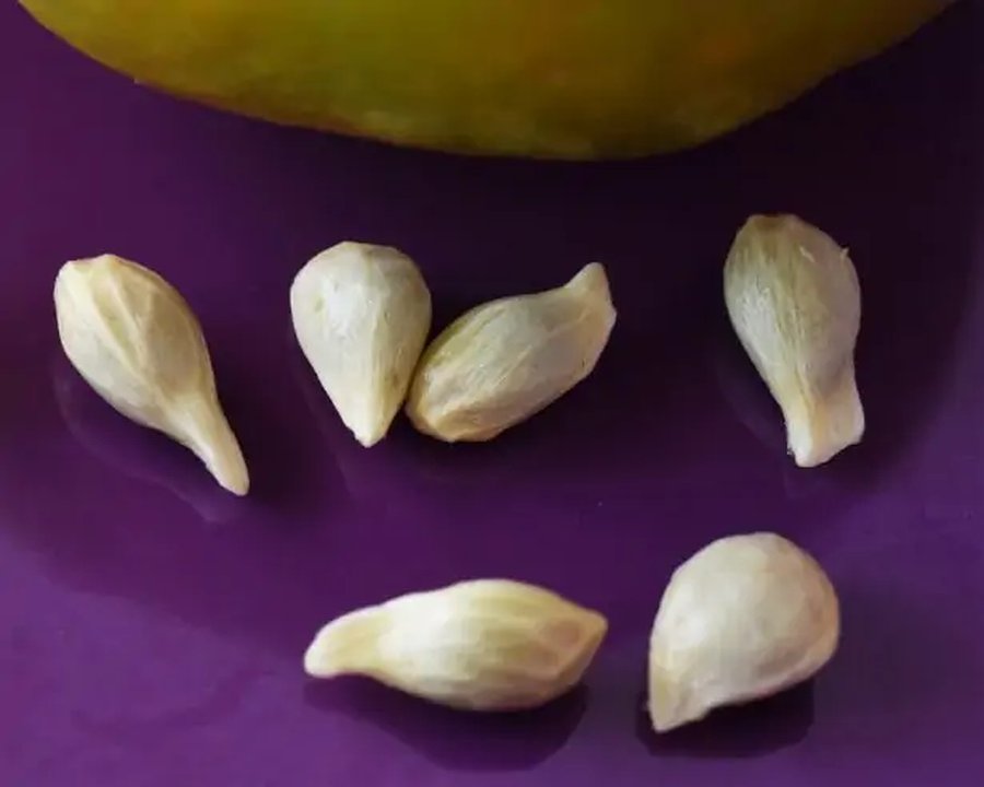 faire germer des graines de citron 2026