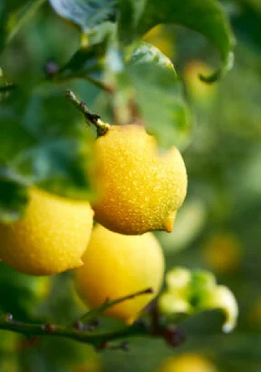 faire pousser un citronnier avec des pépins