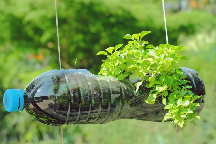 faire une mini-serre avec bouteille plastique couper longueur taille moyenne grande jardinières